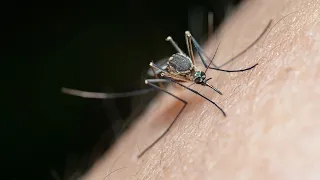 Still active in autumn: Mosquitoes are here to stay