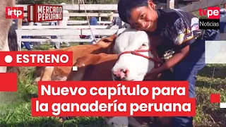 🐄🌱 Amazonas writes a new chapter for Peruvian livestock farming I "Peruvian Market" LIVE