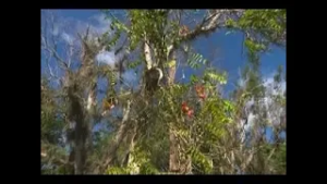 Conserva Jardín Botánico de Cienfuegos gran número de especies exóticas