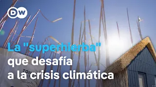 Renewable resources: Miscanthus, a multipurpose "supergrass"