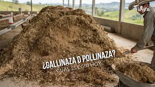 Poultry manure or broiler litter? Which one to choose today - TvAgro by Juan Gonzalo Angel