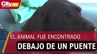 Paco fights for his life after being hit by a car and suffering alleged abuse | CityTv