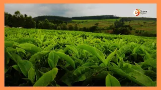 Tea traders urge government to scrap new export levy