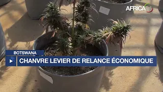 Botswana : Croissance du marché du chanvre de 30% par an