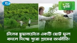 চীনের ছুয়ানচৌতে একটি ছোট্ট ফুল বদলে দিচ্ছে পুরো গ্রামের অর্থনীতি! | Sobuj Prithibe Clips | Rtv