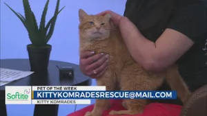 Pet of the Week: Obi