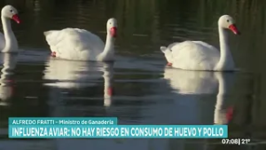 Influenza aviar: No hay riesgo en consumo de huevo y pollo, dijo Fratti
