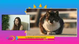 Obesidad en Las Mascotas