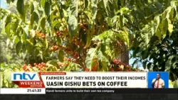 Thousands of Uasin Gishu farmers embrace coffee farming for its potential to boost incomes