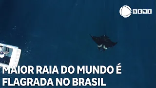 World’s largest stingray spotted in Brazilian waters