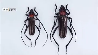 First Confirmed Case of Invasive "Red-Necked Longhorn Beetle" in Okayama Prefecture; Larval Dropp...