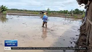 DRY SEASON: DOZENS OF HECTARES OF RICE FIELDS IN KARANG DAPO, SELUMA THREATENED BY DROUGHT