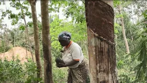Ivory Coast: women tap into financial freedom through rubber tree farms