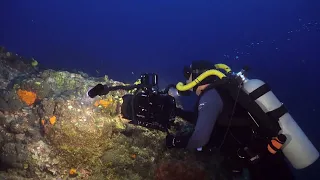 Modrý svět S5 Epizoda 6 | Noční rozmnožování korálů a odkaz seriálu Sea Hunt
