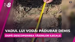 Un pădurar a ajuns pe mâna poliției: Sute de arbori tăiați ilegal, descoperiți la Vadul lui Vodă