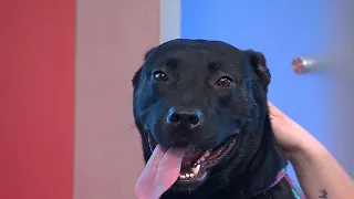 Furry Friends | Meet MMMBop