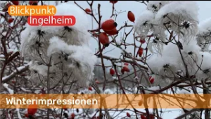 Winterimpressionen | Blickpunkt Ingelheim
