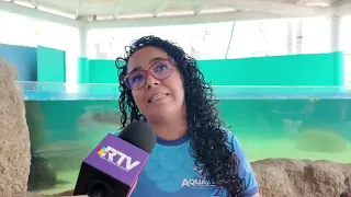 Sea turtles released at Las Palmitas beach