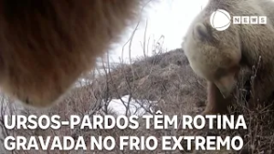 Ursos-pardos têm rotina gravada no frio extremo