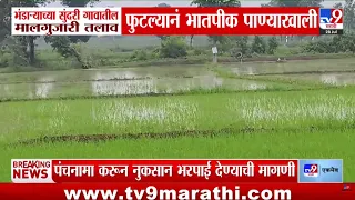 Bhandara | भंडा-याच्या सुंदरीमध्ये मालगुजारी तलाव फुटल्यानं भातपीक पाण्याखाली