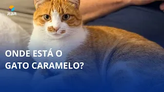Where is Caramelo the cat? 🐈