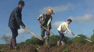 Tobacco Worker's Day
