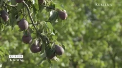 Drought: Extreme crop failures for fruit and vegetables