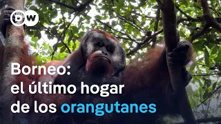 The Struggle for Survival of the Bornean Orangutans I The Reporter