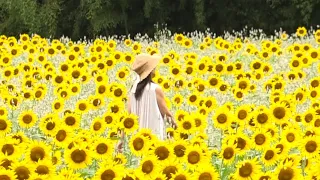 "Sunflowers of Resilience" in Full Bloom: Nearly 15 Years Since the Kii Peninsula Floods, Shingu ...
