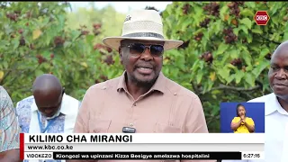 Serikali kusambaza mbegu za mirangi zilizoidhinishwa