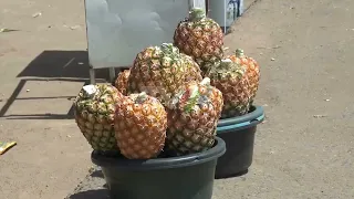 Pineapple marketing in Chibabava: District may reach 88 thousand ton goal