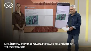 Melão croá: especialista da Embrapa tira dúvida de telespectador