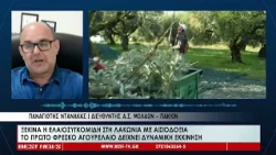 Ξεκινά η ελαιοσυγκομιδή στη Λακωνία-Το πρώτο φρέσκο αγουρέλαιο δείχνει δυναμική εκκίνηση