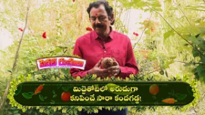 మిద్దెతోటలో అరుదుగా కనిపించే సారా కందగడ్డ! | Perati Ruchulu | 6th Feb 2025  | ETV Abhiruchi