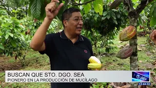 FARMERS PLANT MORE CACAO ON THEIR FARMS