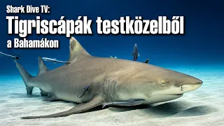 Shark Dive TV: Tigriscápák a Bahamákon