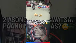 Mga asong ginawang playground ang kalsada, paano nakatakas? | GMA News Feed