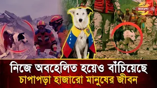 Once Neglected, "Tusami" Now Races to Save Countless Lives | Bangla TV