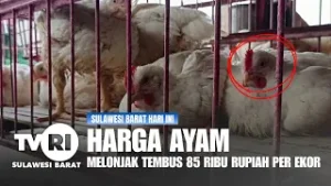HARGA AYAM MELONJAK TEMBUS 85 RIBU RUPIAH PER EKOR