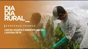Caruru-Gigante é identificado em lavouras de SP