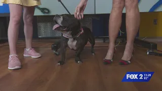 Pet Adoption: Jasmine