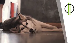Családi nap a Rex Kutyaotthonnal