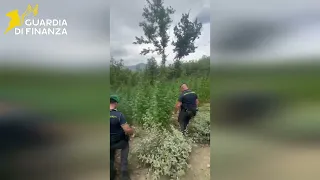 LARGE MARIJUANA PLANTATION WITH OVER 1560 PLANTS DISCOVERED IN SALCITO