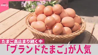 【たまご】高止まり続く中…一般たまごと“価格差”縮まり「ブランドたまご」が人気