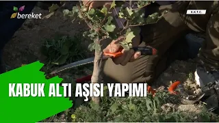 Uygulamalı Kabuk Altı Aşısı Yapımı