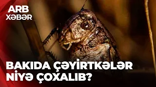 ARB XƏBƏR - Çəyirtkələr Bakıya gəlir? - Türkiyədə başlayan axın riski