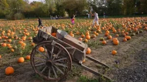"Nihan'ın Dünya Sofrası", 2. bölümüyle bugün 20:00'de beIN GURME'de! ?