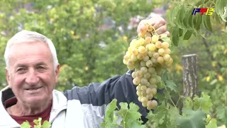 Dule Šote ponosan na svoj vinograd na Odžinom kamenu / RTV Vranje / 24. 09. 2026.