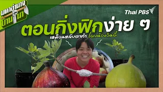 Fig Branch Propagation Made Easy, Done Blindfolded by Nong Indy | Countryside Secret Recipe | Cou...