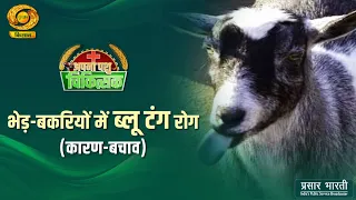 Your Veterinarian: Bluetongue Disease in Sheep and Goats (Causes & Prevention) | DD Kisan | 09/06...